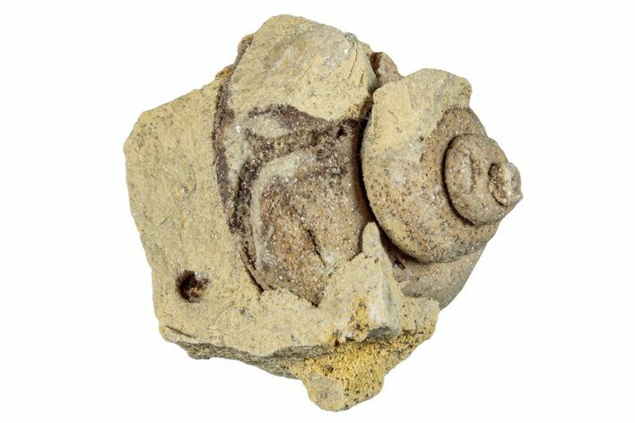 Ordovician Gastropod Fossil (Trochonema) - Wisconsin #257228